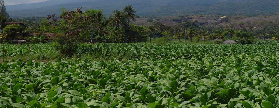 SHREDDED TOBACCO rustica tobacco dark air cured tobacco FLUE CURED TOBACCO