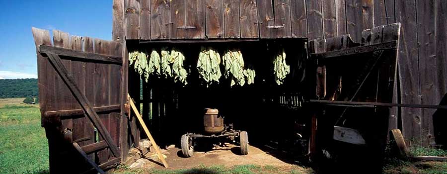 SHREDDED TOBACCO rustica tobacco dark air cured tobacco FLUE CURED TOBACCO